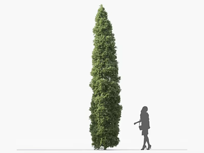 Tall Green Shrub With Woman Silhouette Standing Beside Wearing High Heels Carrying A Bag 3d model
