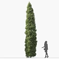 Tall Green Shrub With Woman Silhouette Standing Beside Wearing High Heels Carrying A Bag