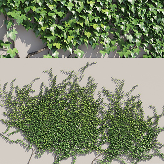 Modern Plant Wall Vine Creeper 3d model