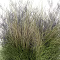 Lush Green And Purple Leafy Shrubs With Feathery Foliage In Natural Growth Form