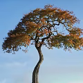 Curved Trunk Tree With Orange And Green Leaves Against Blue Sky With White Clouds