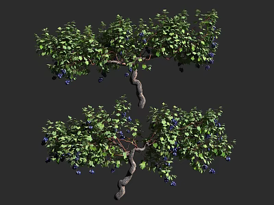 Lush Decorative Vine With Twisted Branches Green Leaves And Blue Berries 3d model