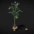 Potato Plant With Green Leaves White Flowers And Underground Tubers Growth