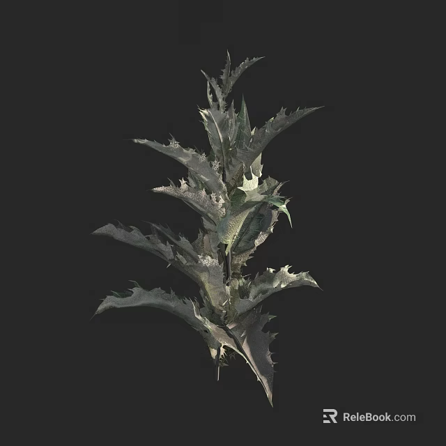 Unique Spiky Plant With Green And White Gradient Leaves On Black Background 3d model 