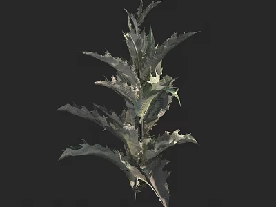 Unique Spiky Plant With Green And White Gradient Leaves On Black Background 3d model