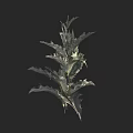 Unique Spiky Plant With Green And White Gradient Leaves On Black Background