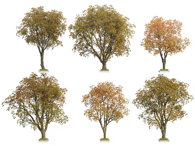 Tree Pit Landscaping With Different Tree Varieties And Seasonal Foliage 3d model