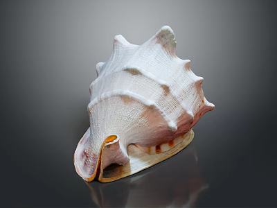 Conch Shell With Spiral Shape Pointed Edges Pink White Textured Surface On Dark Reflective Background 3d model