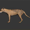 Tasmanian Tiger with orange fur and striped back standing on dark background with reflection
