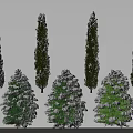 Snow Covered Evergreen Trees With Various Shapes And Different Heights In Winter Landscape