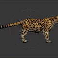 Realistic Spotted Leopard With Detailed Fur Standing On Shiny Black Surface And Reflection