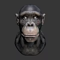 Realistic Chimpanzee Head Model with Detailed Features on Dark Background 3d model