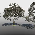 Arbor Trees With Lush Green Foliage Strong Trunks And Natural Shadows In Landscape