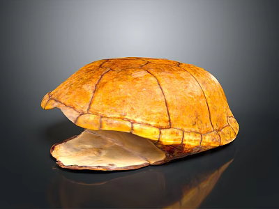 Detailed Anatomical Turtle Shell Organ Structure With Textured Exterior And Smooth Interior 3d model