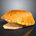 Detailed Anatomical Turtle Shell Organ Structure With Textured Exterior And Smooth Interior