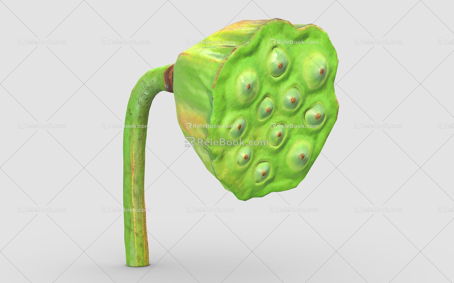 Modern lotus seed lotus fruit food 3d model