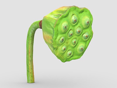 Modern lotus seed lotus fruit food 3d model