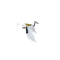 Red-crowned Crane in Flight with White Feathers Red Crown and Black Wing Tips