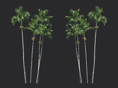 Tall Slender Palm Trees With Green Fronds And Grouped Trunks In Natural Growth 3d model