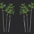 Tall Slender Palm Trees With Green Fronds And Grouped Trunks In Natural Growth