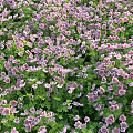 Pink And White Flowers With Lush Green Leaves Blooming Densely In Meadow