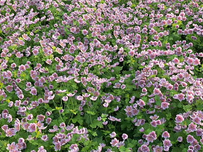 Pink And White Flowers With Lush Green Leaves Blooming Densely In Meadow 3d model
