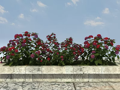 Abundant Red and Purple Hydrangeas in Stone Flower Bed with Blue Sky and White Clouds 3d model