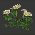 Beautiful Blooming White Daisies with Lush Green Leaves on Black Background