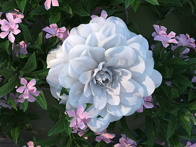 Vibrant White Dahlia Bloom With Pink Flowers And Lush Green Leaves In Garden 3d model