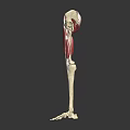 3D Rendered Human Leg Skeleton And Muscle Anatomy Illustration