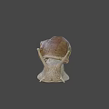 Close Up View Of Garden Snail With Brown Spiral Shell And Light Colored Textured Body