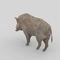 Wild Boar With Rough Fur And Prominent Tusks Standing On White Background