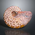 Unique Nautilus Shell Spiral Structure With Detailed Brown And White Marine Patterns Aquatic Animal