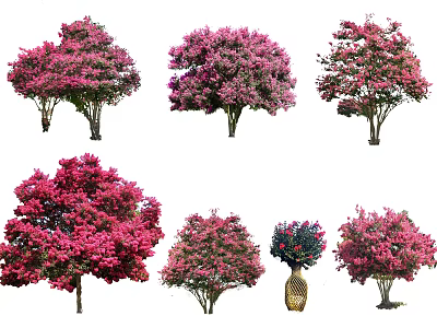 Colorful Flowering Trees With Pink Red Purple Blooms And Varied Shapes 3d model