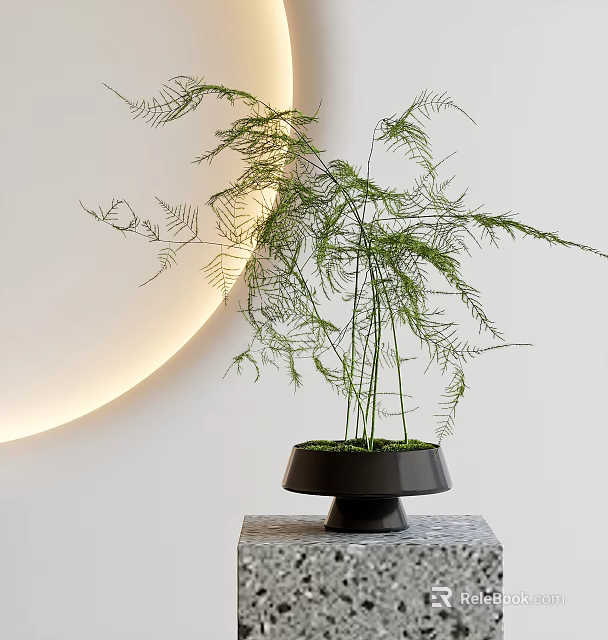 Asparagus Fern Bonsai Plant In Black Geometric Pot On Stone Base With White Wall And Circular Light Decoration 3d model 