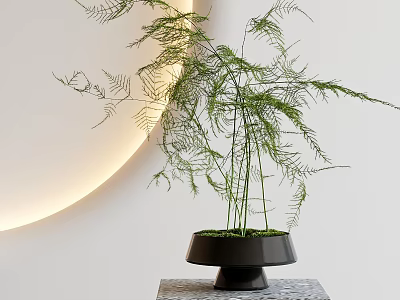 Asparagus Fern Bonsai Plant In Black Geometric Pot On Stone Base With White Wall And Circular Light Decoration 3d model