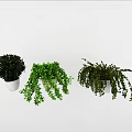 Different Types of Green Hanging Plants in White Planters for Home Decor