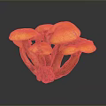 Vibrant Orange Edible Mushrooms Cluster With Fresh Caps And Tender Stems