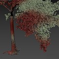 Sycamore Tree 20 3d model