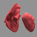 Red Human Heart 3D Rendered Model Displaying Chest Organ Anatomical Details