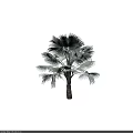 Tropical Palm Tree With Large Fronds And Tall Brown Trunk