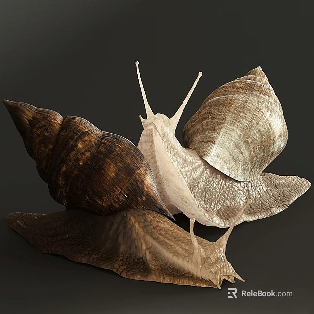 Closeup View Of Two Snail Reptiles With Textured Shells And Soft Bodies On Dark Background 3d model 