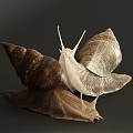 Closeup View Of Two Snail Reptiles With Textured Shells And Soft Bodies On Dark Background