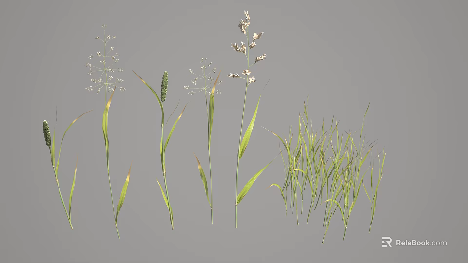 Various Ornamental Grass Types With Green Leaves Feathery Plumes And Clumping Growth 3d model 