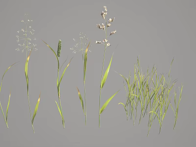 Various Ornamental Grass Types With Green Leaves Feathery Plumes And Clumping Growth 3d model