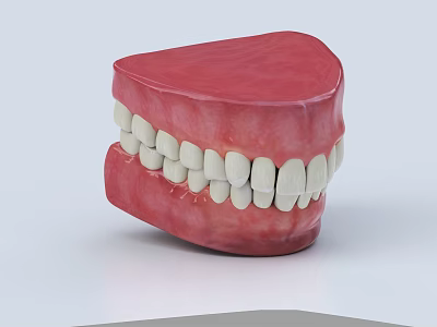 Dental Teeth Model Showing Upper Lower Jaw Structure With White Teeth And Red Gums 3d model