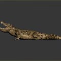 Crocodile Model With Open Mouth And Golden Brown Texture On Black Surface