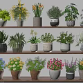 Indoor Potted Plants on Multiple Shelves With Various Plant Types And Colorful Decorative Pots