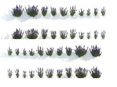 Lavender Plants in Various Sizes and Growth Stages for Garden Decoration 3d model