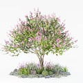 Garden Landscape Design With Pink Flowering Tree Stones And Green Herbs